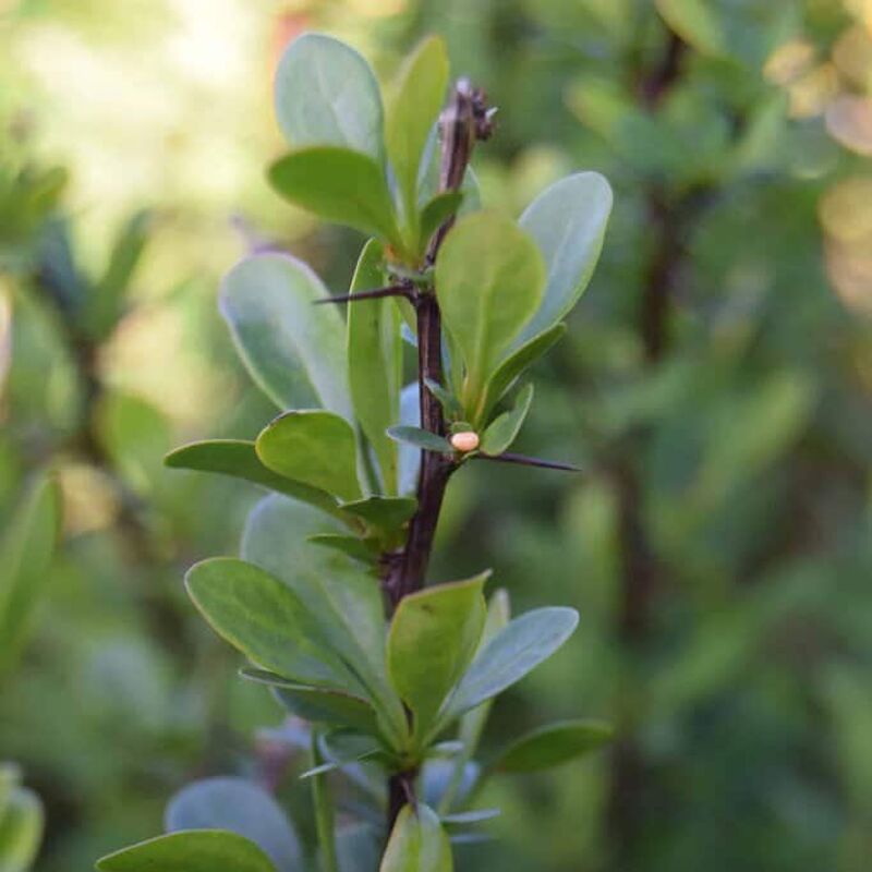 Berberis thunbergii 30-40 cm